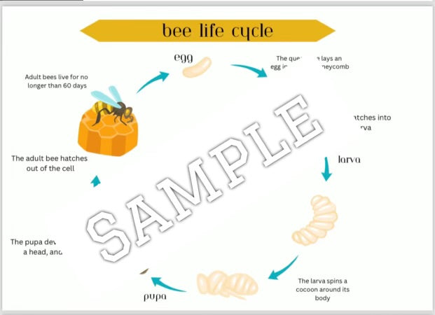 Bee theme (editable activities)